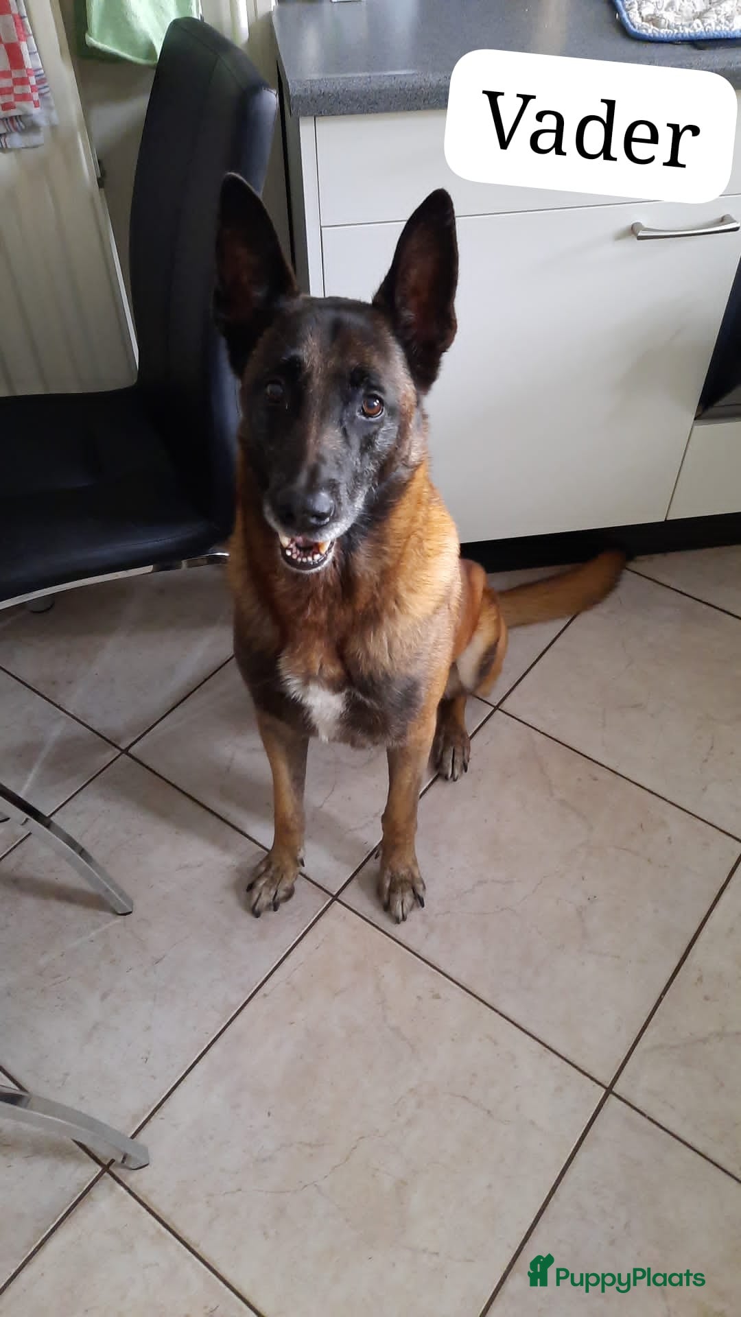 Mechelse Herder honden te koop: Puppy's Mechelse herder - mogen naar nieuw huisje - Afbeelding 28