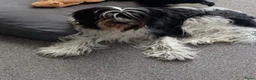 Kruising honden te koop: Lieve Schapendoes x Smous pups - Advertentie 1