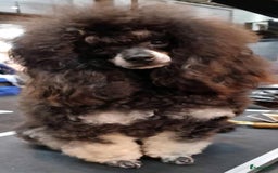 Dwergpoedel honden te koop: 1 teefje en 3 reutjes te koop  - Afbeelding 6