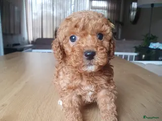 Kruising honden Dwerg x toy poedel pups bijzonder mooi - Advertentie 14