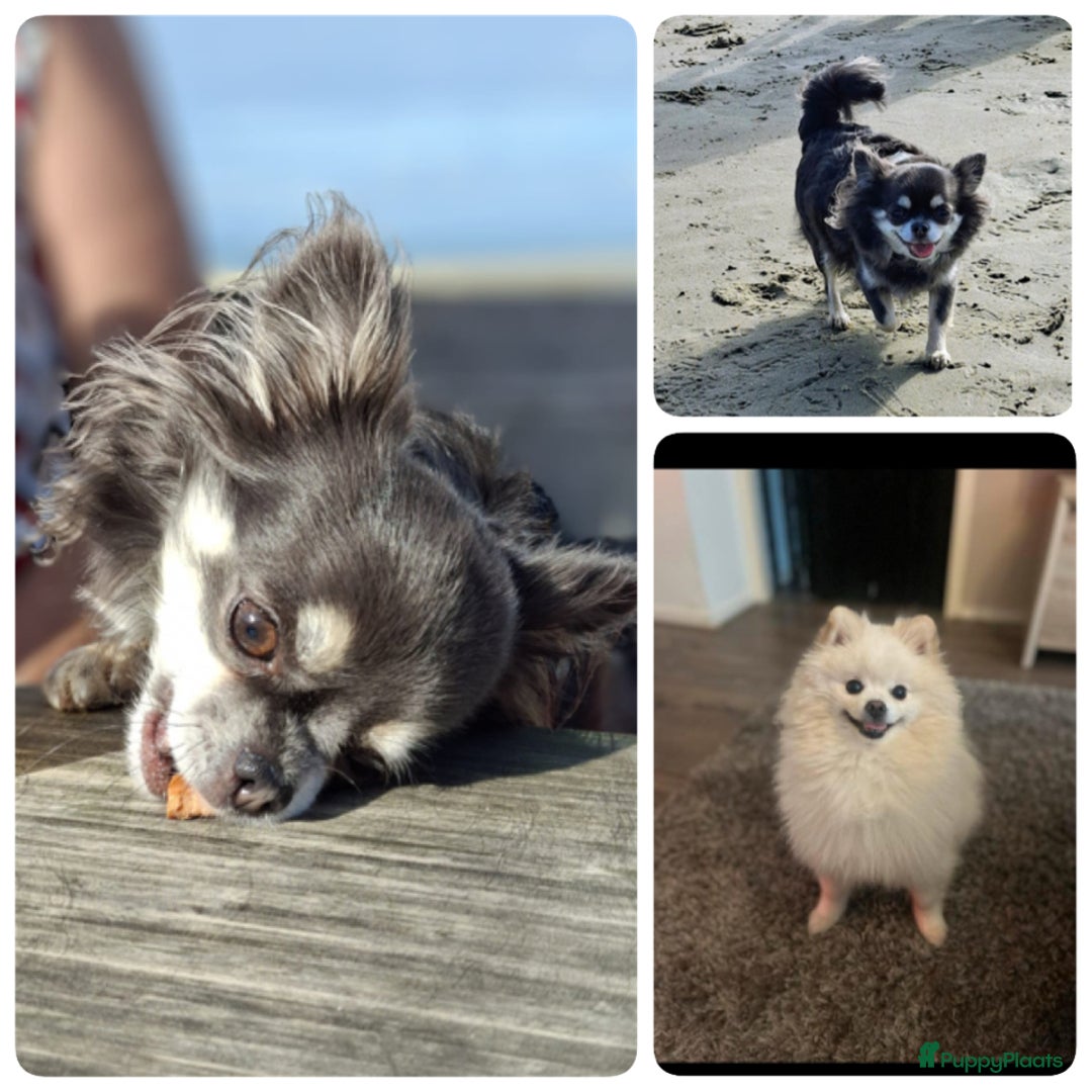 Pomchi honden te koop: Pomchi meisje - Advertentie 5