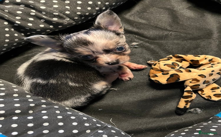 Chihuahua honden - Advertentie 1