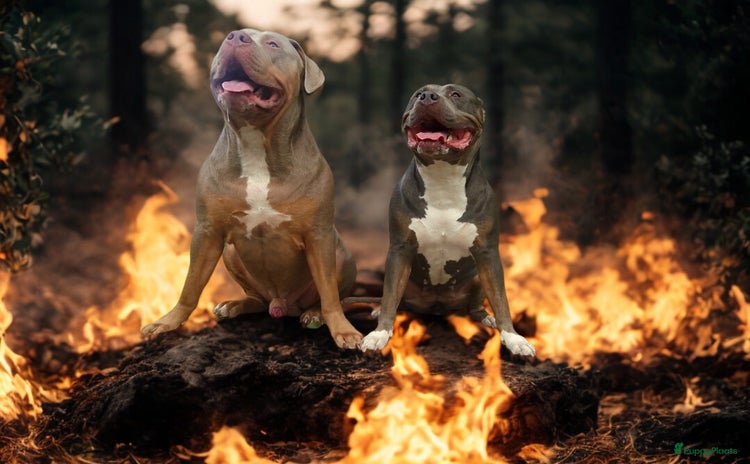 Amerikaanse Bully honden - Advertentie 4