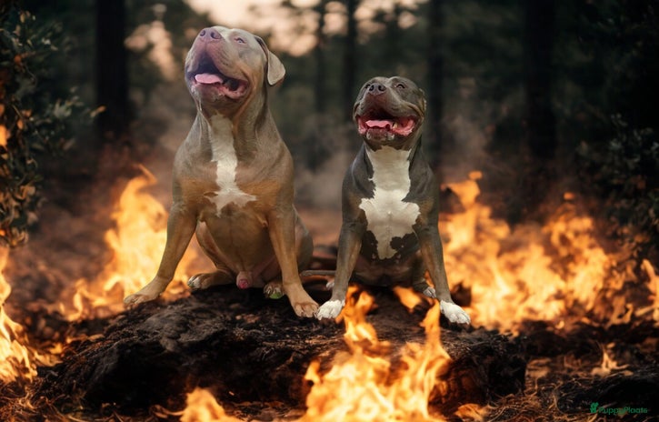 Amerikaanse Bully honden - Advertentie 2