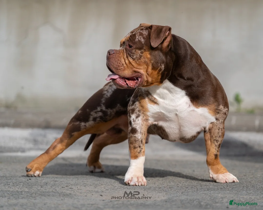 Amerikaanse Bully honden ter dekking: American Bully pocket dekreu  - Advertentie 2