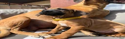 Rhodesian Ridgeback honden te koop: Rhodesian ridgeback pups - Advertentie 11