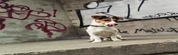 Jack Russel Terriër honden ter dekking: Jack russell ervaren dekreu - Advertentie 4