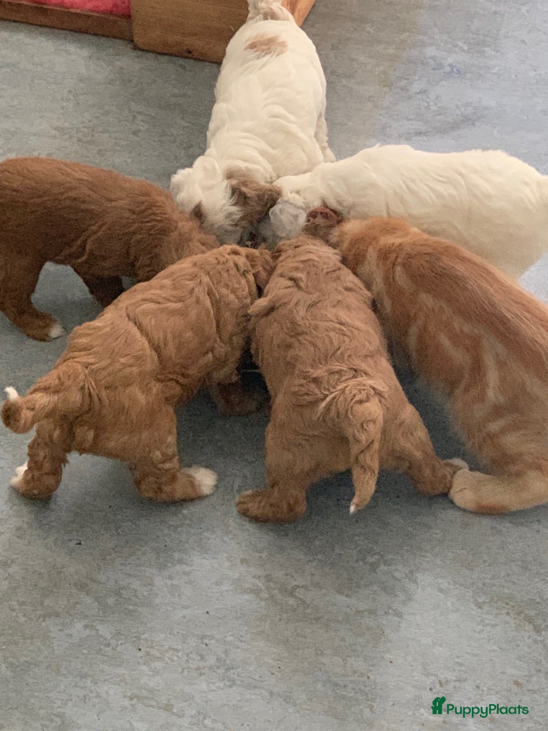 Labradoodle honden te koop: Mini Australian Labradoodles Moos en Guus!! - Afbeelding 7