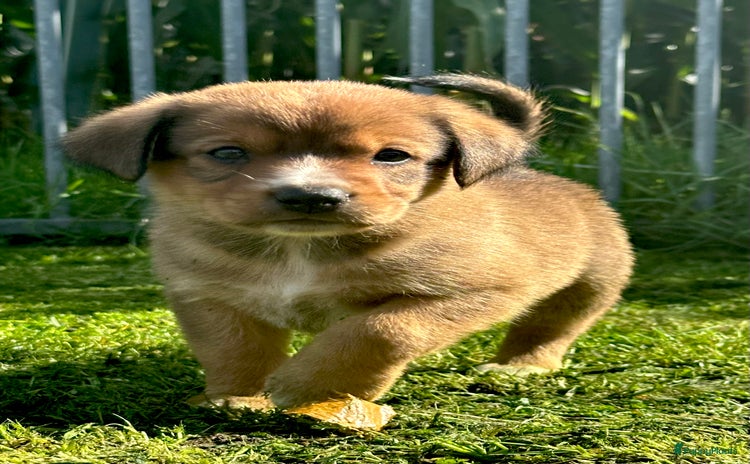 Kruising honden - Advertentie 10