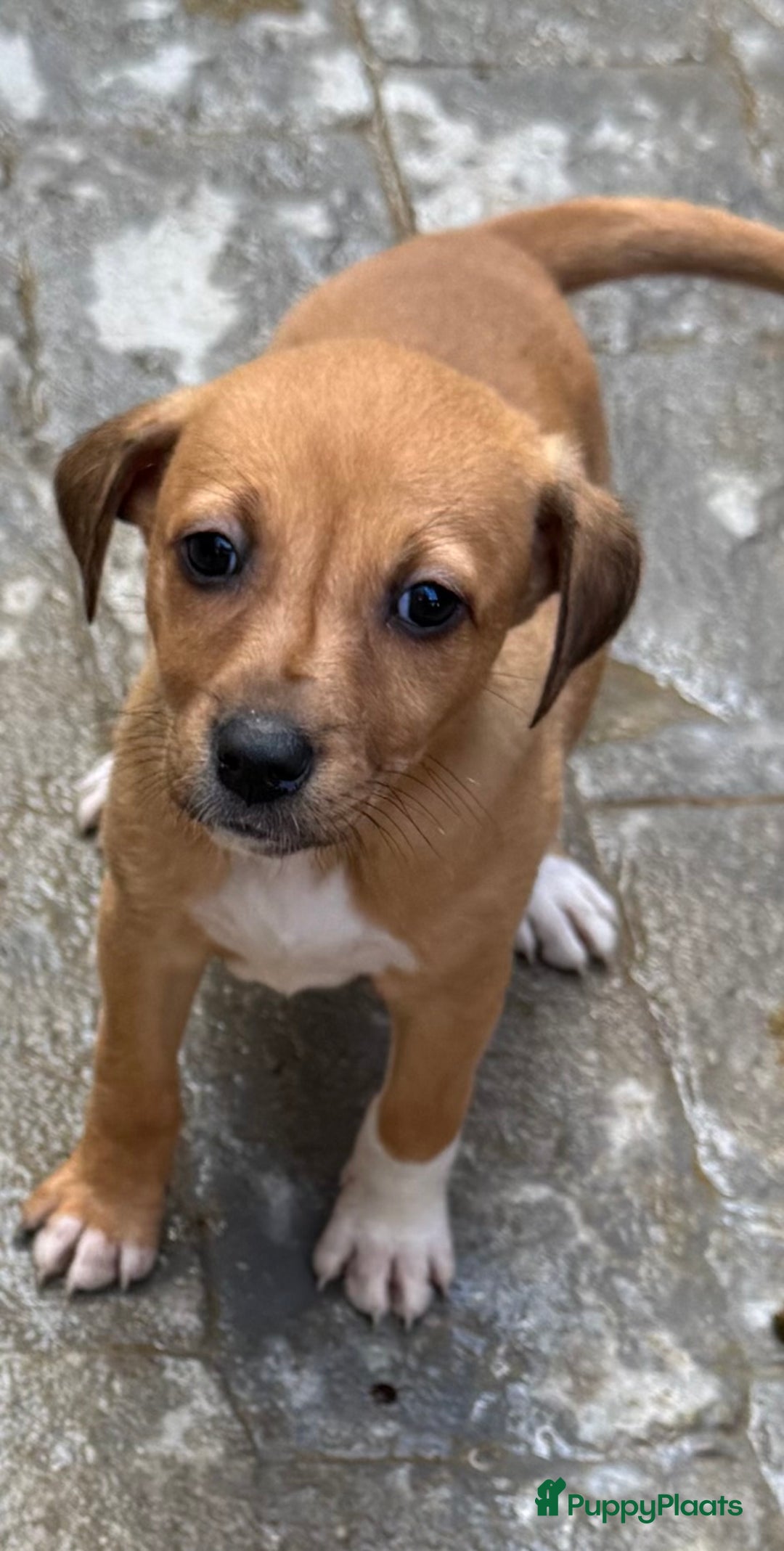 Kruising honden ter adoptie: elientje wil zo graag een eigen mandje  - Advertentie 2