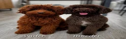 Kruising honden te koop: Labradoodle pups - Advertentie 2
