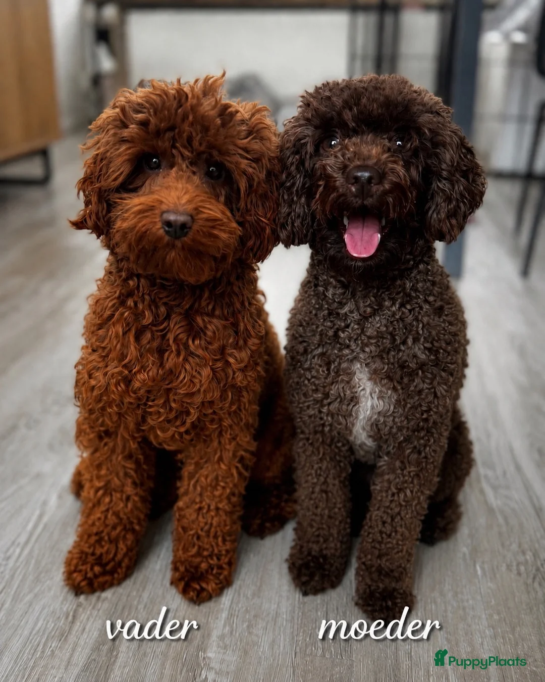Kruising honden te koop: Labradoodle pups - Advertentie 2