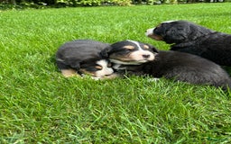 Kruising honden te koop: Berner Sennen x Zwitserse Sennen pups - Afbeelding 4
