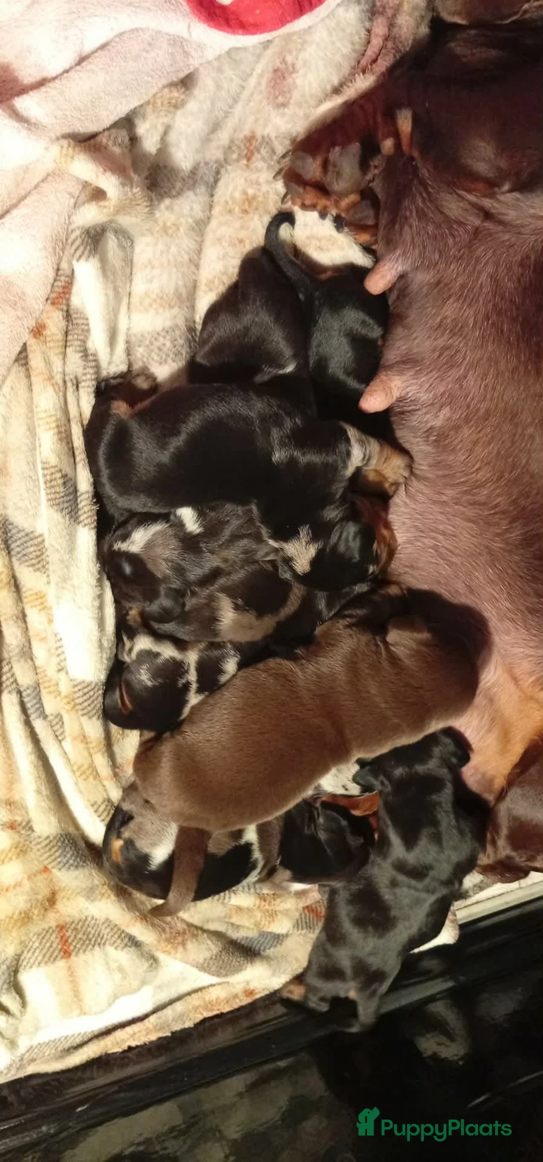 Teckel (korthaar)  honden te koop: Kaninchen x dwerg teckel puppies - Advertentie 1