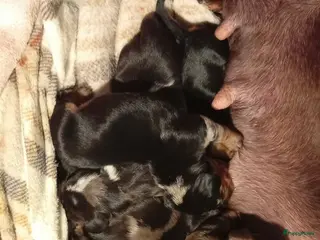 Teckel (korthaar) honden Kaninchen x dwerg teckel puppies - Advertentie 14