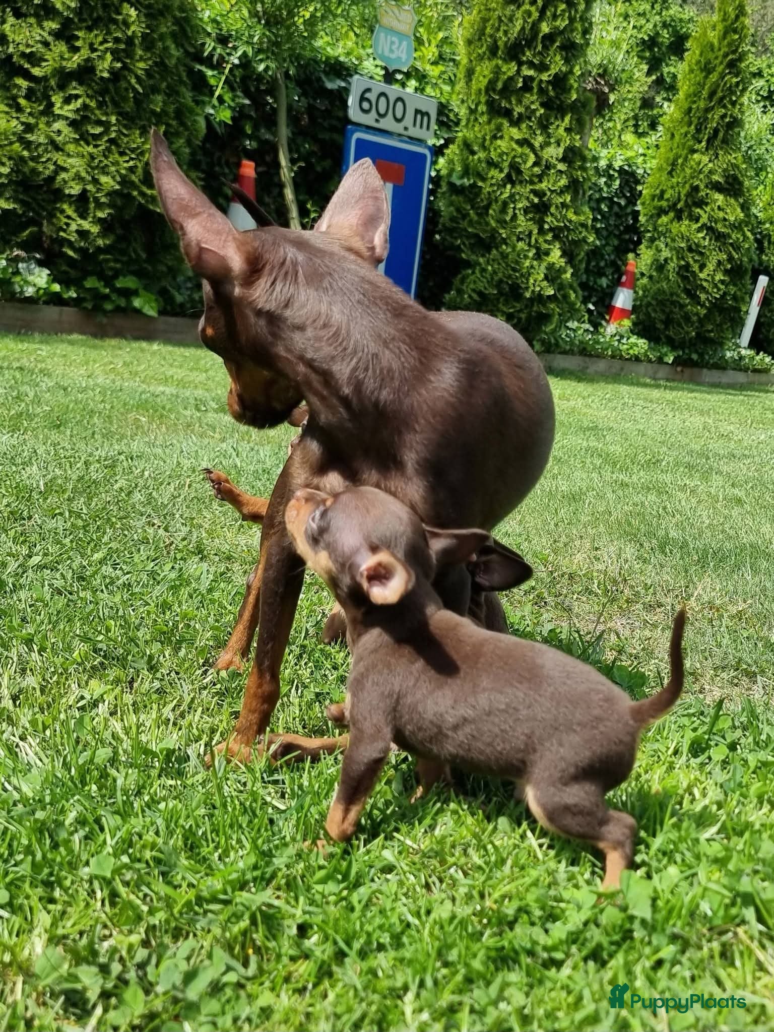 Russische Toy Terriër honden te koop: Russische Toy Terriër pups met FCI stamboom  in Nieuw-Weerdinge - Advertentie 3