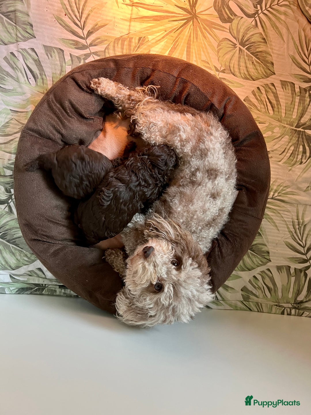 Poedel Toy honden te koop: Schitterende choco toypoedel pups uit merle moeder - Advertentie 19