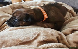 Rhodesian Ridgeback honden te koop: Rhodesian Ridgeback pups+stamboom 2reutjes 8weken  in Wierden - Afbeelding 15