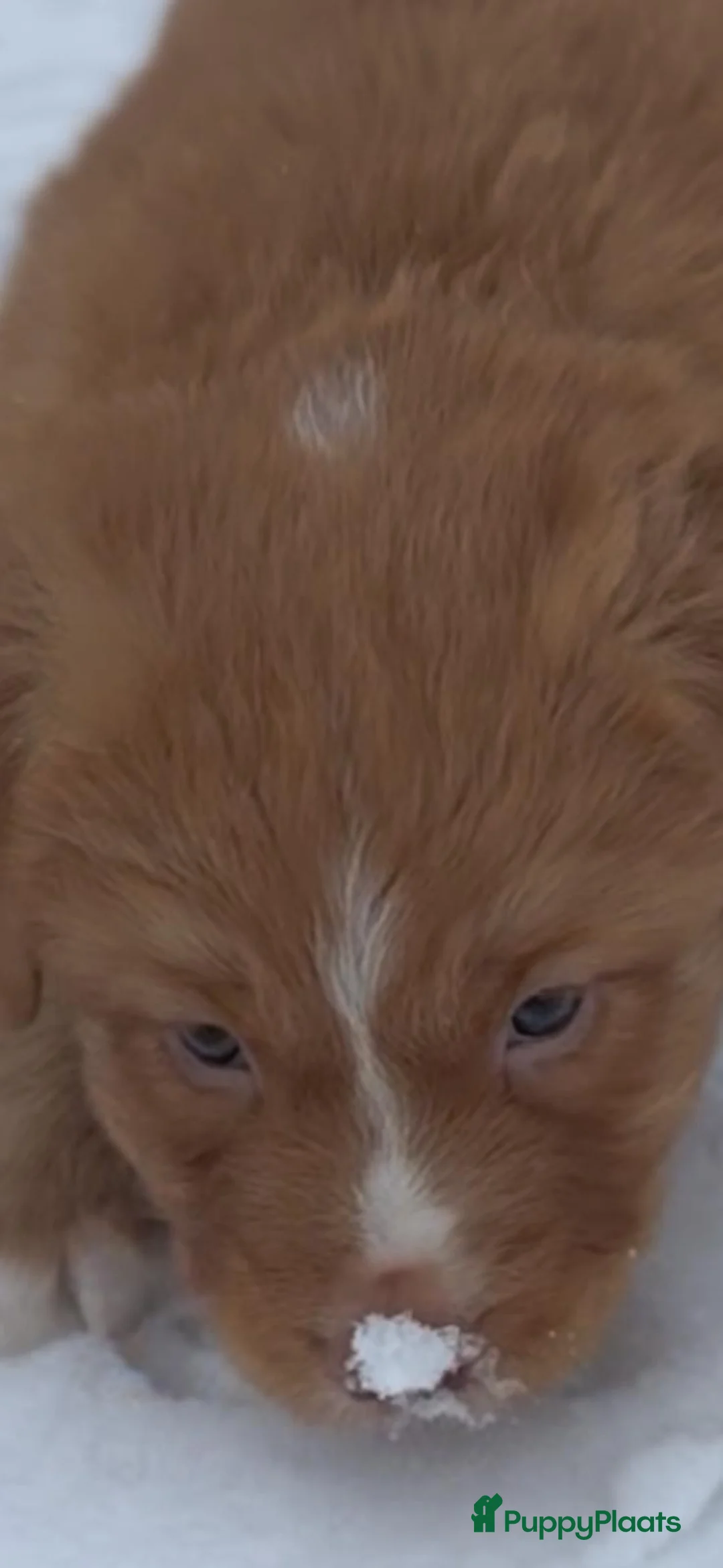 Nova Scotia Duck Tolling Retriever honden te koop: Toller pups met stamboom te koop  - Advertentie 4