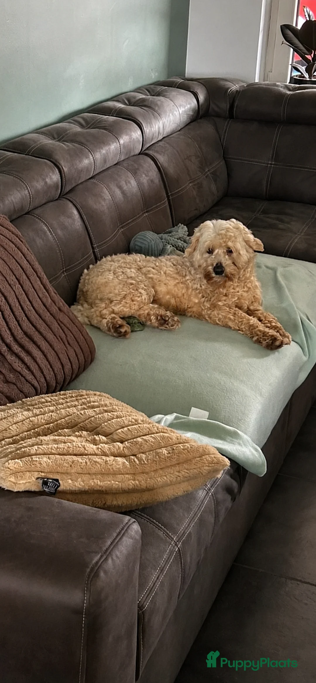 Maltipoo honden te koop: Schattige maltipoo pups - Advertentie 10