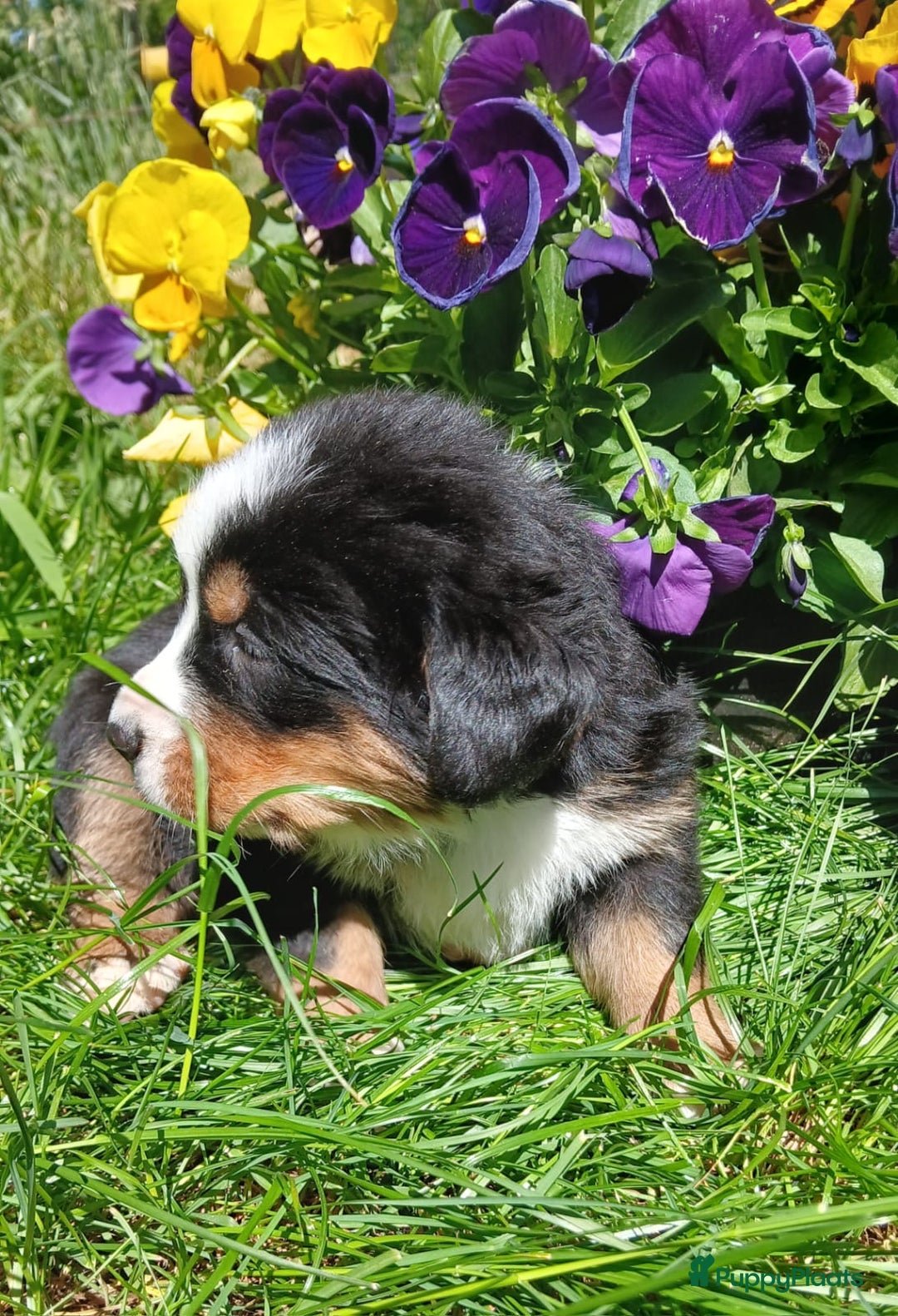 Berner Sennenhond honden te koop: Prachtige Berner Sennenhond puppy s - Afbeelding 12