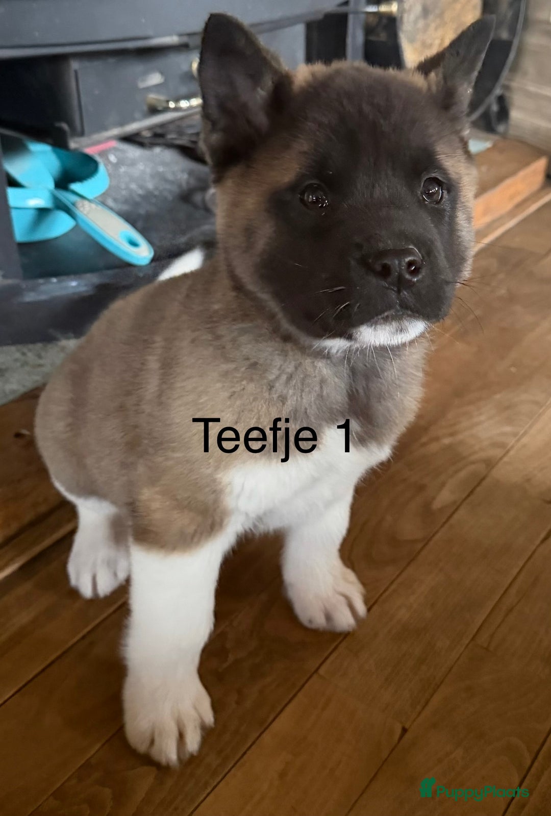 American Akita honden te koop: Prachtige American akita pups van unieke bloedlijn - Advertentie 12