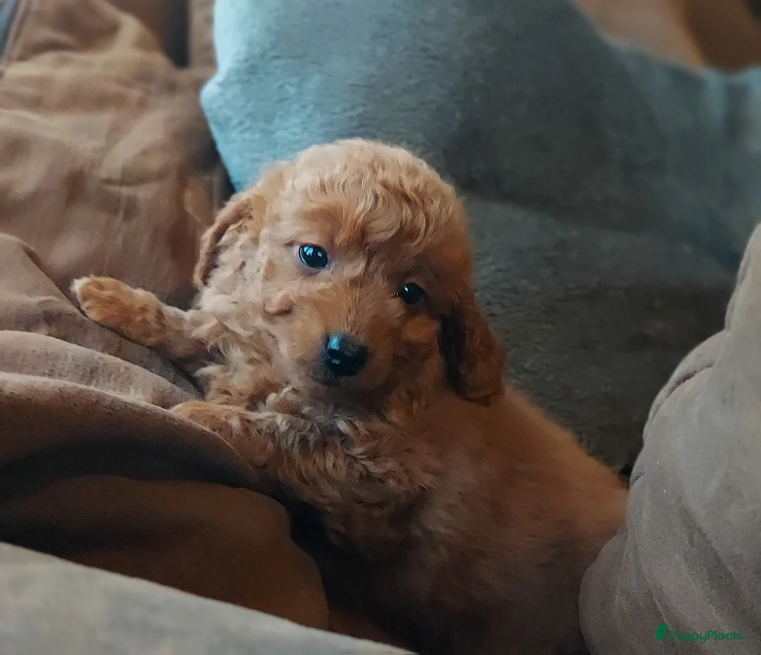 Maltipoo honden te koop: Maltipoo Reutje - Advertentie 5