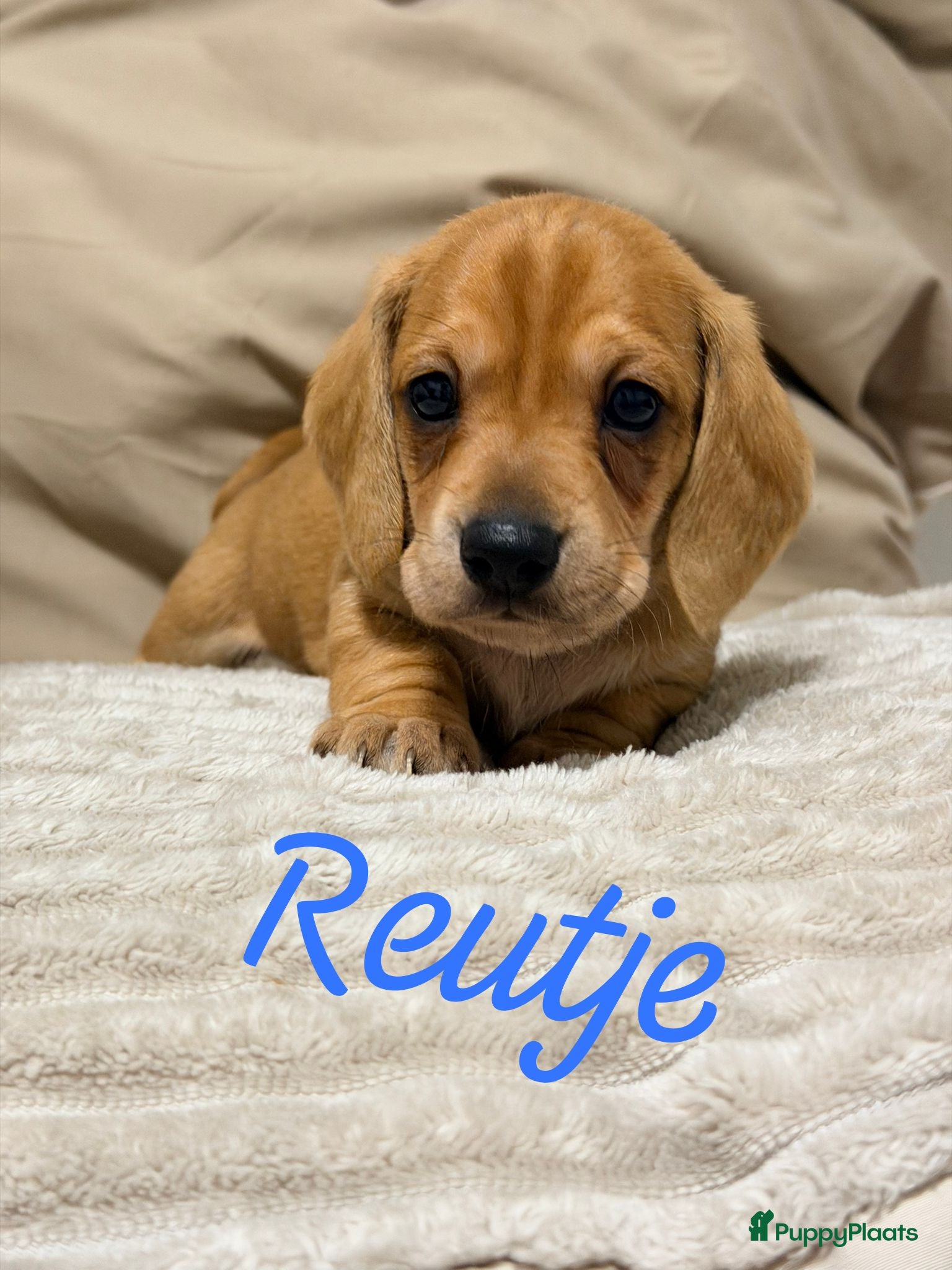 Kruising honden Prachtige red/cream - Advertentie 1