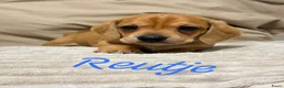 Kruising honden te koop: Prachtige red/cream - Advertentie 1