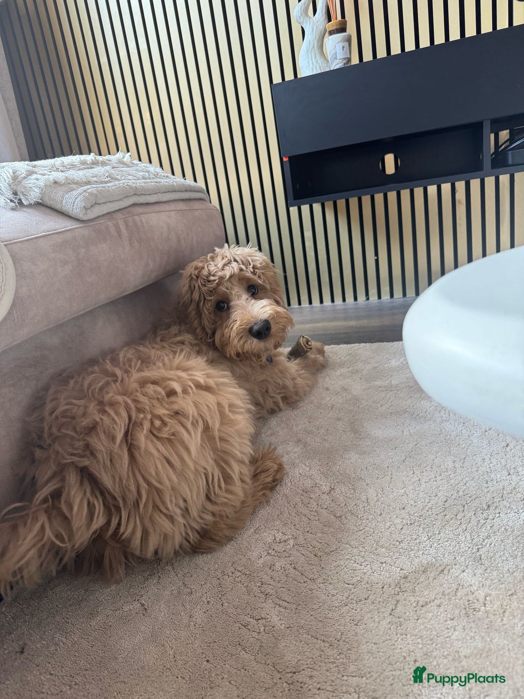 Australian Labradoodle honden te koop: Labradoodle medium ( Australian ) - Advertentie 21