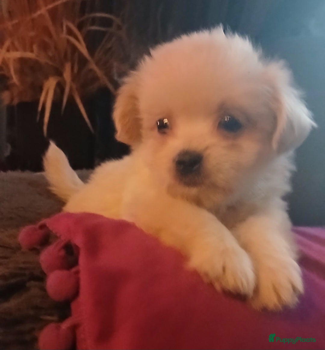 Boomer honden te koop: Prachtige boomer pups .mogen nestje verlaten!! - Afbeelding 3