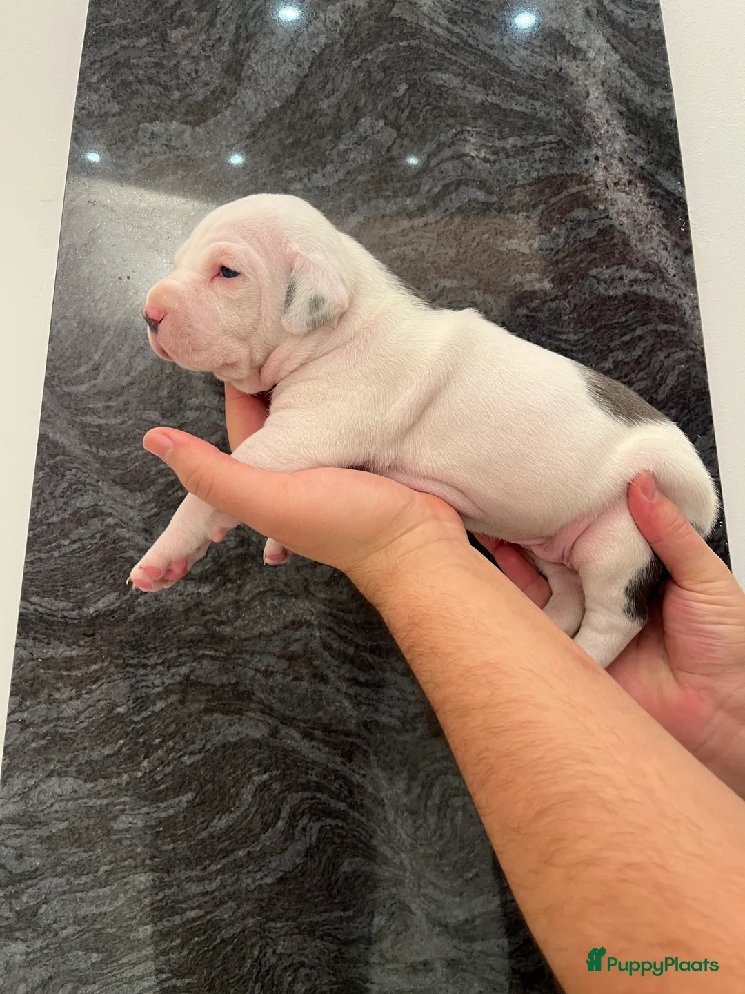 American Staffordshire Terriër honden te koop: Amerikaanse Stafford Pups - Advertentie 13