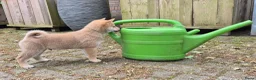 Kruising honden te koop: Shiba inu pups 8 weken (kwart pomeriaan) - Advertentie 8