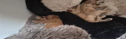 Cockapoo honden te koop: Cockapoo pupjes uit geteste ouders - Advertentie 26