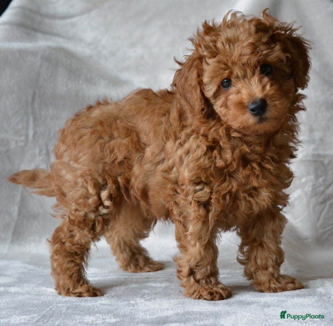 Poedel Toy honden te koop: Te koop Toy Poedels met FCI stamboom in Alblasserdam - Afbeelding 5