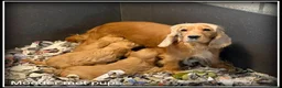 Cockapoo honden te koop: Cockapoo pup teefjes - Advertentie 8