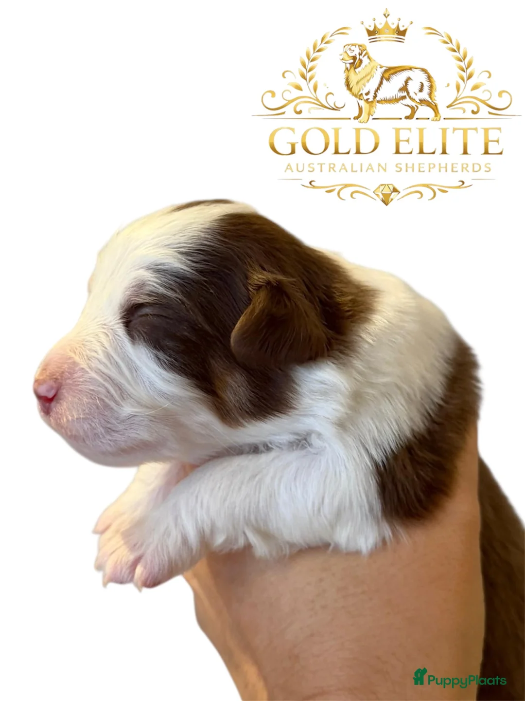 Australian Shepherd honden te koop: Australian shepherd pups puppy - Advertentie 4
