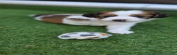 Kooikerhondje honden te koop: 3prachtige 100% zuivere kooiker reutjes aangeboden - Advertentie 13