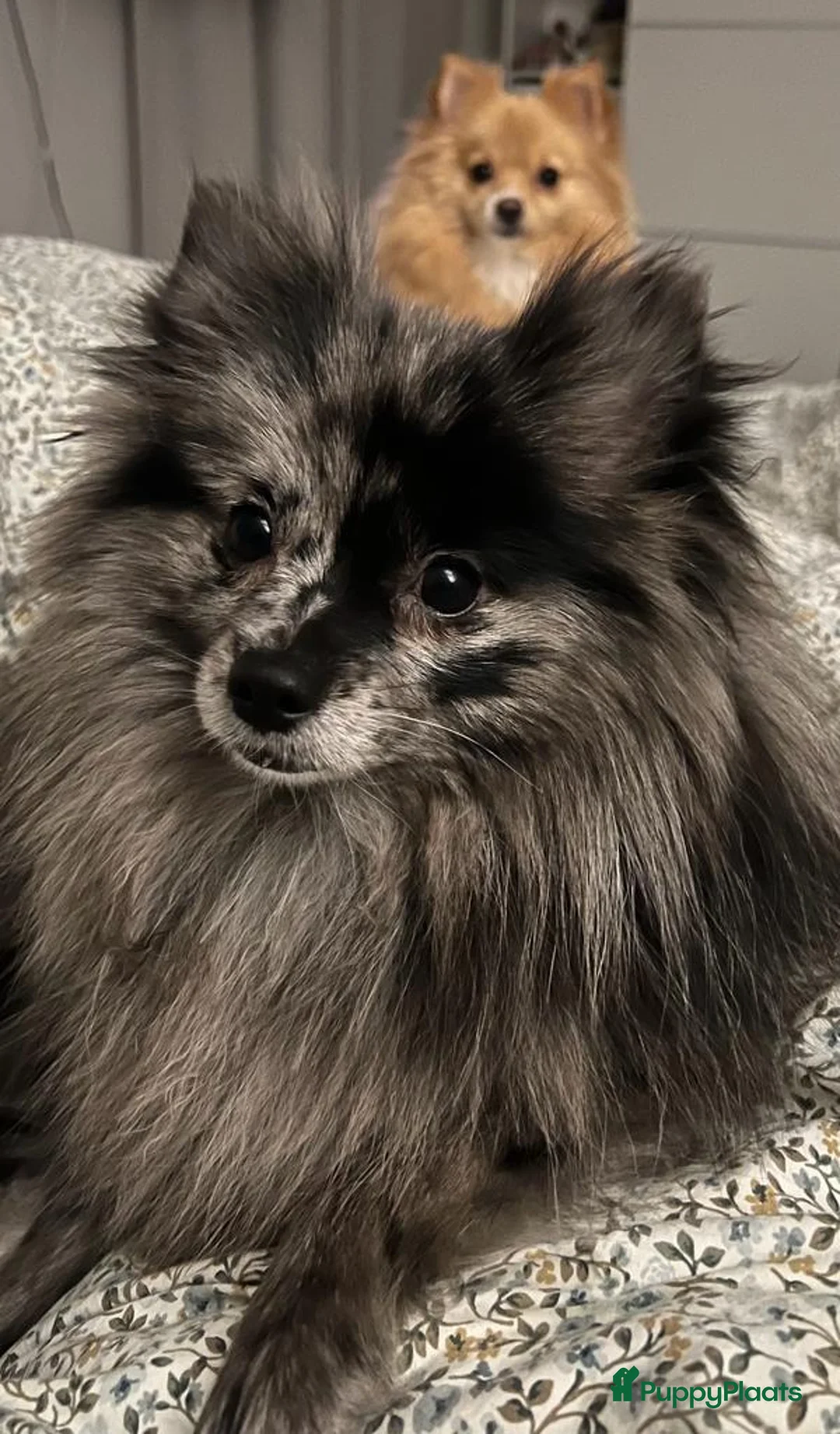 Pomeriaan honden te koop: Prachtige Pomeriaan pups  - Advertentie 9