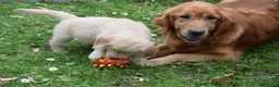 Golden Retriever honden te koop: Golden Retriever pups met stamboom - Advertentie 5