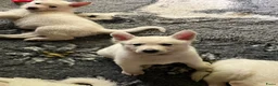 Zwitserse Witte Herdershond honden te koop: Zwitserse witte herder pups - Advertentie 4