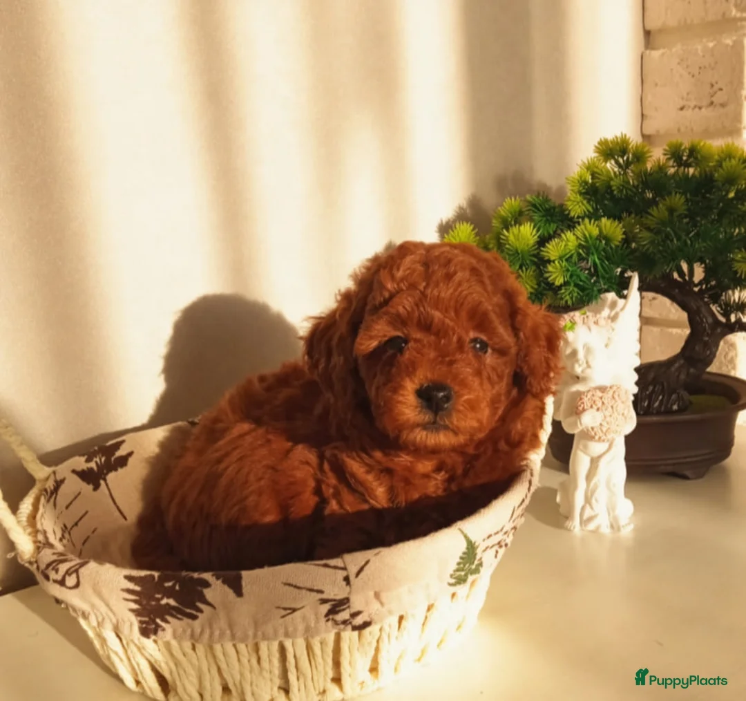 Poedel Toy honden te koop: Toy Poedel pupjes - Advertentie 5