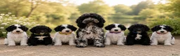 Cockapoo honden te koop: Cockapoo pups  - Advertentie 3