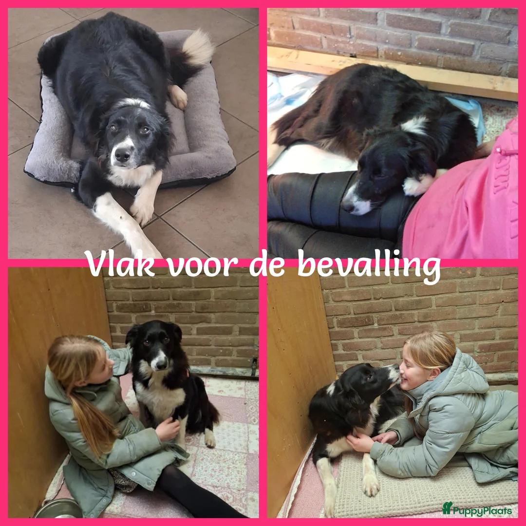 Border Collie honden te koop: Lieve border collie pups - Advertentie 11