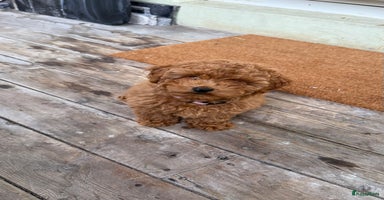 Poedel Toy honden - Advertentie 11