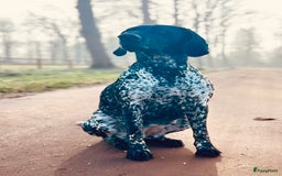 Duitse Staande Hond Korthaar honden te koop: Duitste staande korthaar teefje stamboom  in Vaassen - Afbeelding 6
