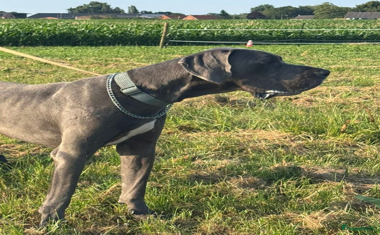 Duitse Dog honden - Advertentie 1
