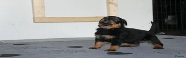 Rottweiler 3