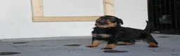 Rottweiler honden te koop: 8 Rottweiler pups. - Advertentie 28