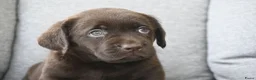 Labrador Retriever honden te koop: Chocolade bruine labrador pups met stamboom ! - Advertentie 9